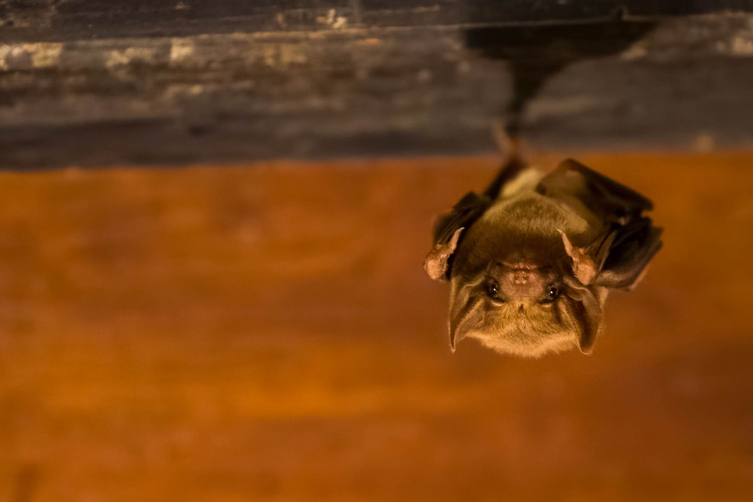 A small brown bat hanging upside down from a wooden ceiling in warm amber light.