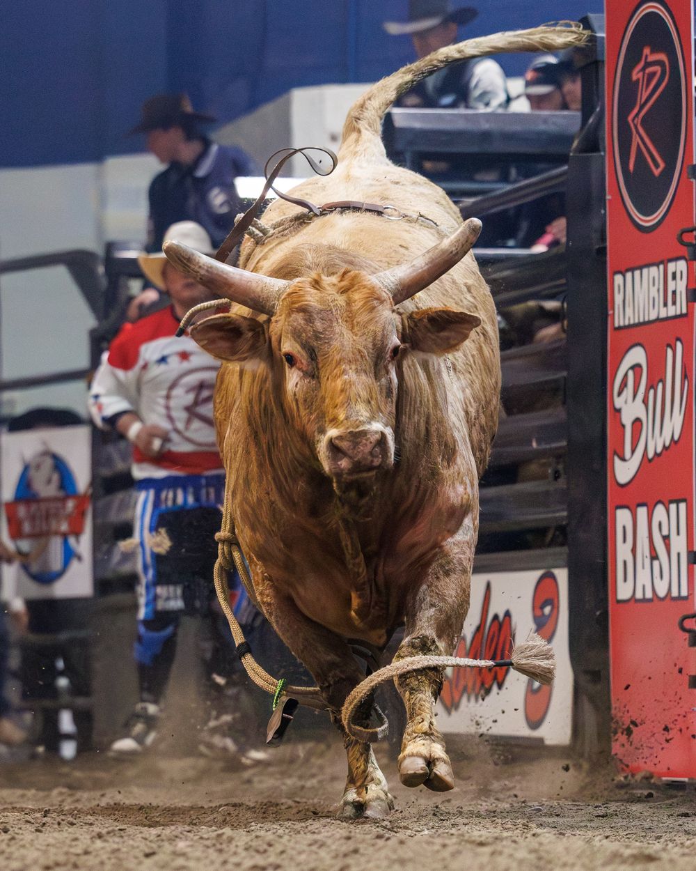 Powerful bucking bull charging out of the chute at Rambler Bull Bash rodeo.
