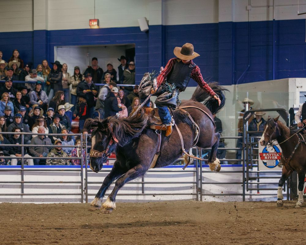 Cowboy rides bucking bronco during exciting indoor rodeo bareback riding competition.