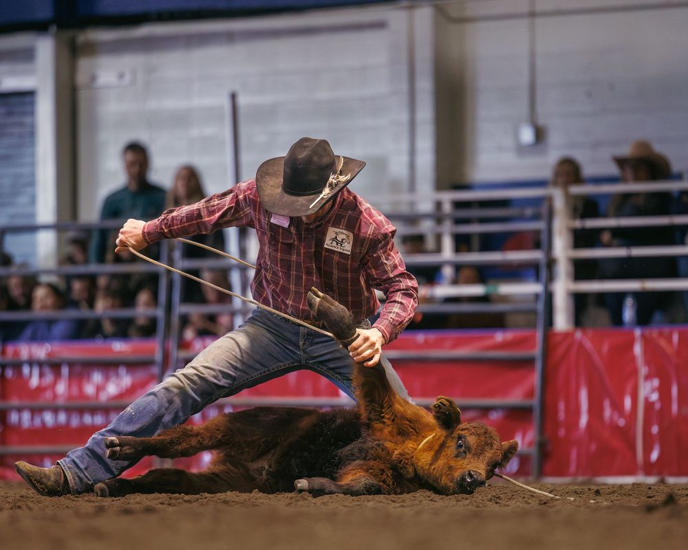 Cowboy ties calf legs during competitive tie-down roping event at indoor rodeo.