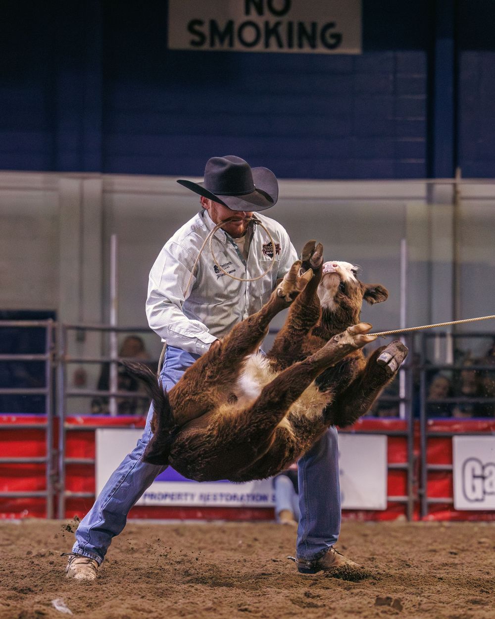 Rodeo competitor wrestles young calf to ground in calf roping event at indoor arena.