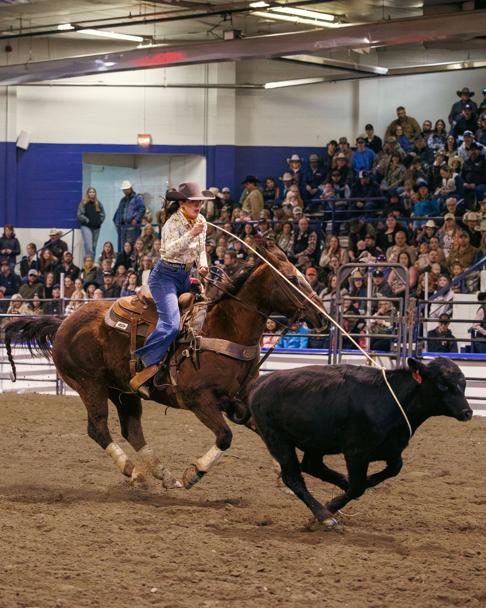 Cowboy on horseback throws lasso toward black steer during indoor rodeo roping event.