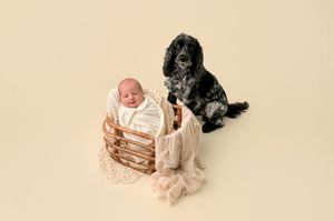 Newborn baby swaddled in white wrap sleeping in wicker basket beside black Cocker Spaniel on cream background.