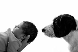 Black and white photo of a sleeping newborn baby facing a curious Jack Russell Terrier dog on white background.