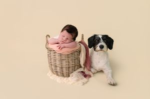 Newborn baby sleeping in wicker basket beside black and white dog on cream background.