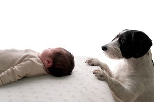 A newborn baby lying face-down on a white surface next to a black and white dog resting its paws on the mattress.