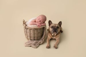 Sleeping newborn baby in wicker basket beside a French Bulldog on a beige background.