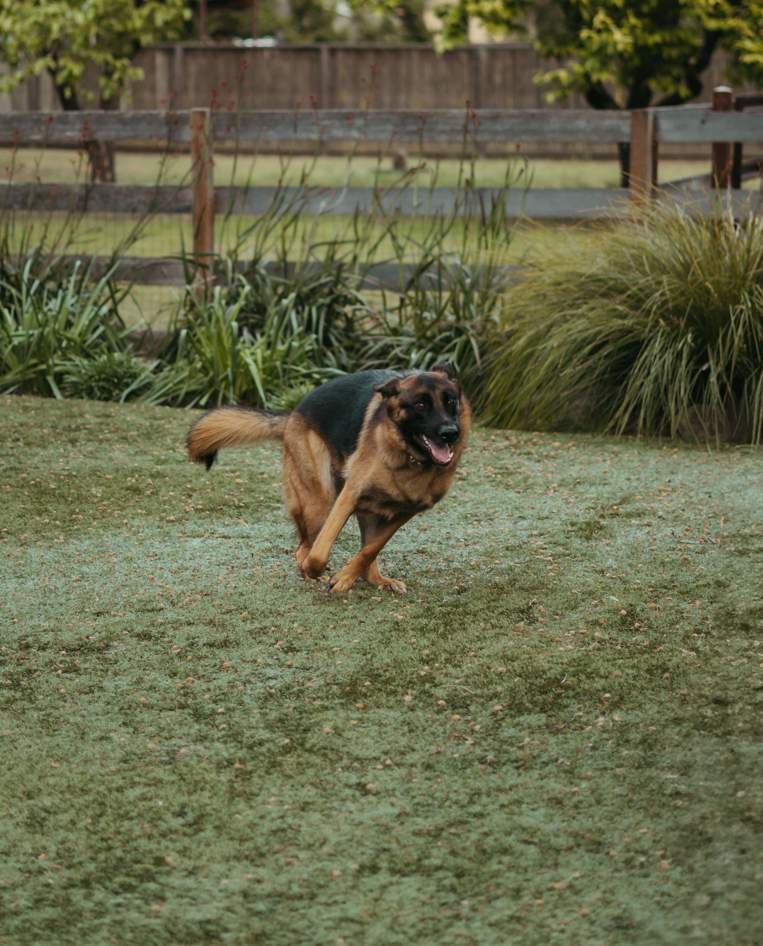 A German Shepherd dog running energetically across a green lawn with wooden fencing and lush plants in the background.