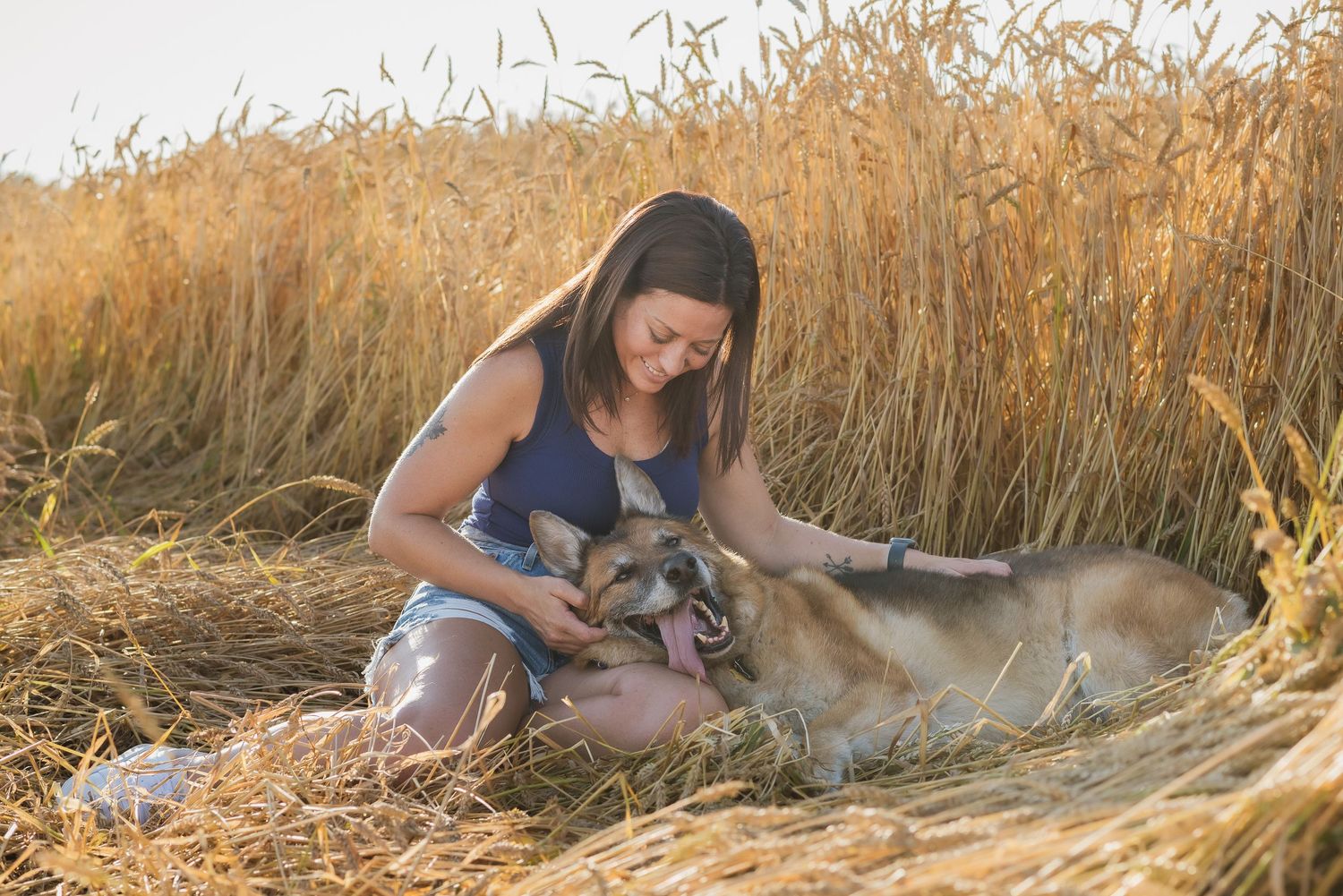 Young woman sitting in golden wheat field petting her happy German Shepherd dog in warm sunlight.