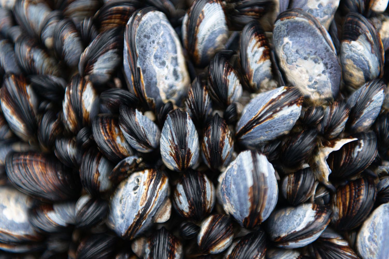 Close-up of fresh blue mussels with dark shells clustered together, showing their natural texture and glossy surfaces.