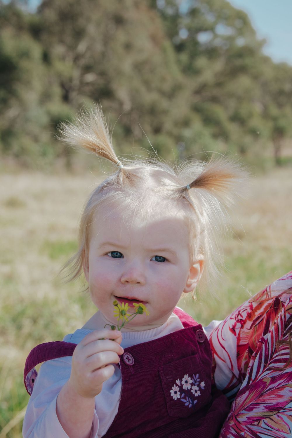 Cute blonde toddler girl with pigtails holding a small yellow flower outdoors in a sunny green field.