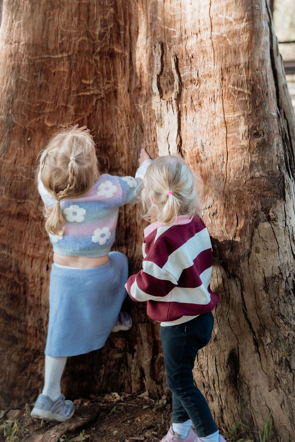 Two young girls with blonde hair touching the bark of a large redwood tree outdoors.