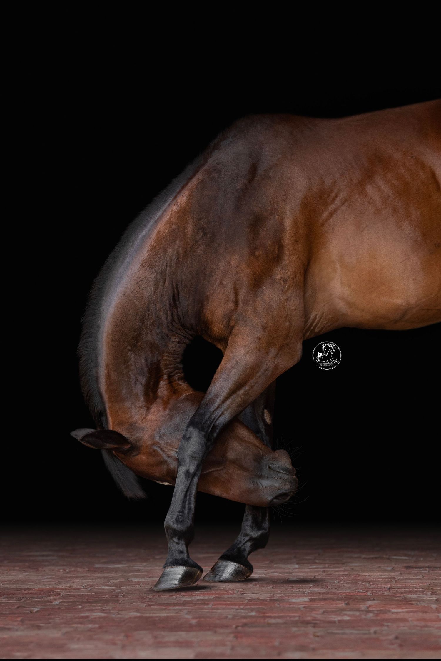 A majestic bay horse with a dark mane poses against a black background, showcasing its elegant profile.