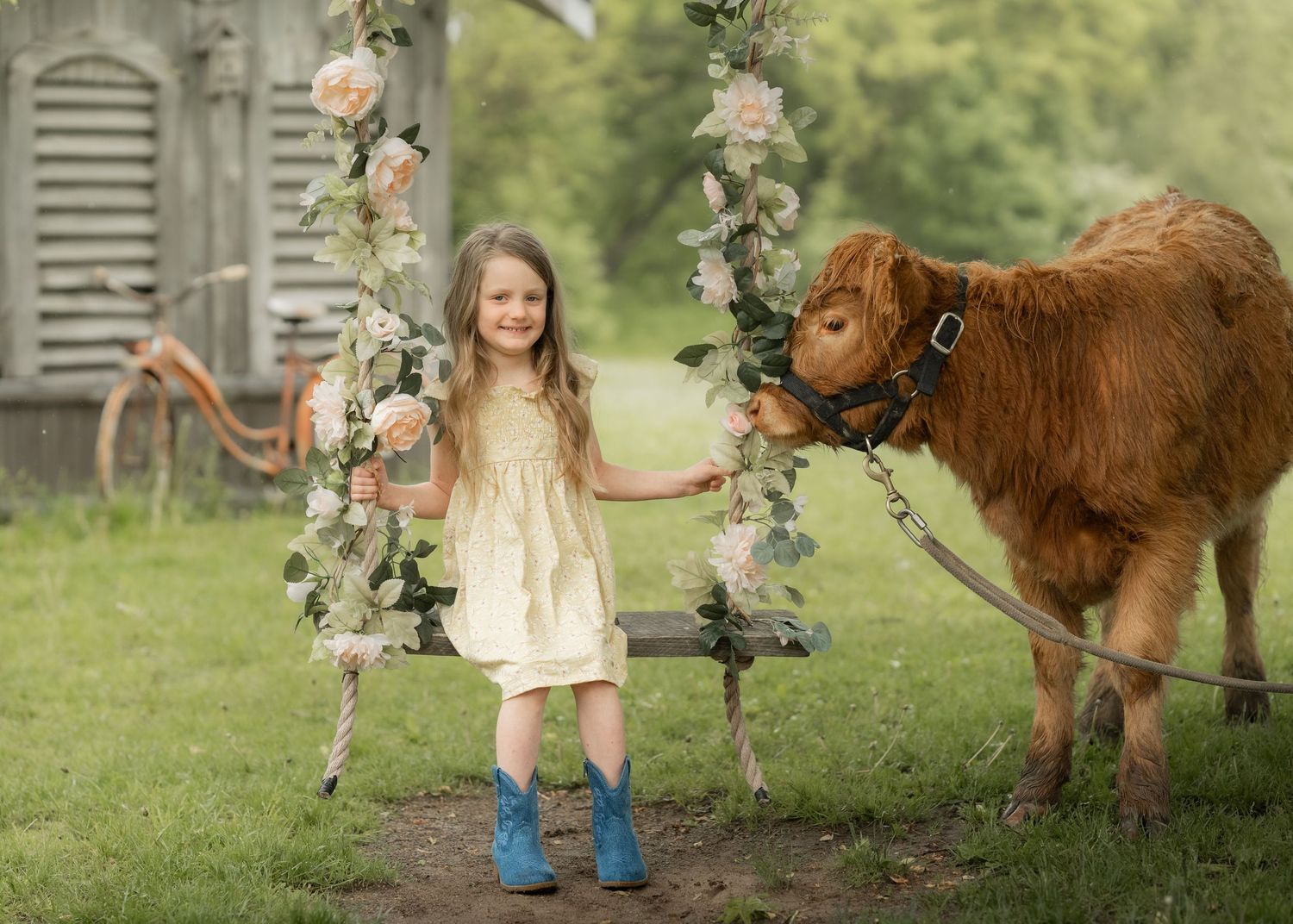 Young girl in yellow dress and blue boots stands by a floral swing with a brown Highland calf on a farm.