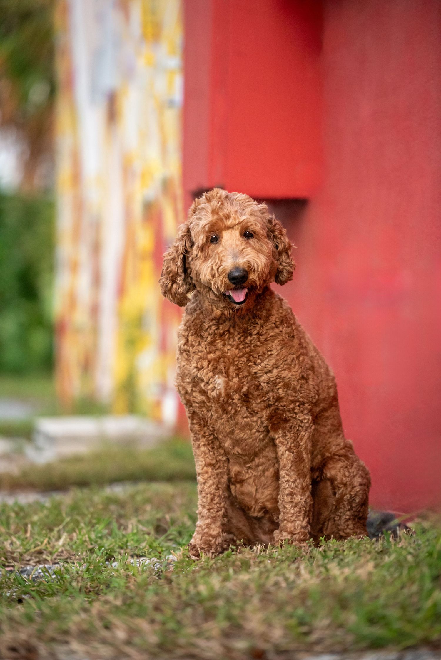 Dog exploring a colorful outdoor location during a Tampa Bay pet photography session