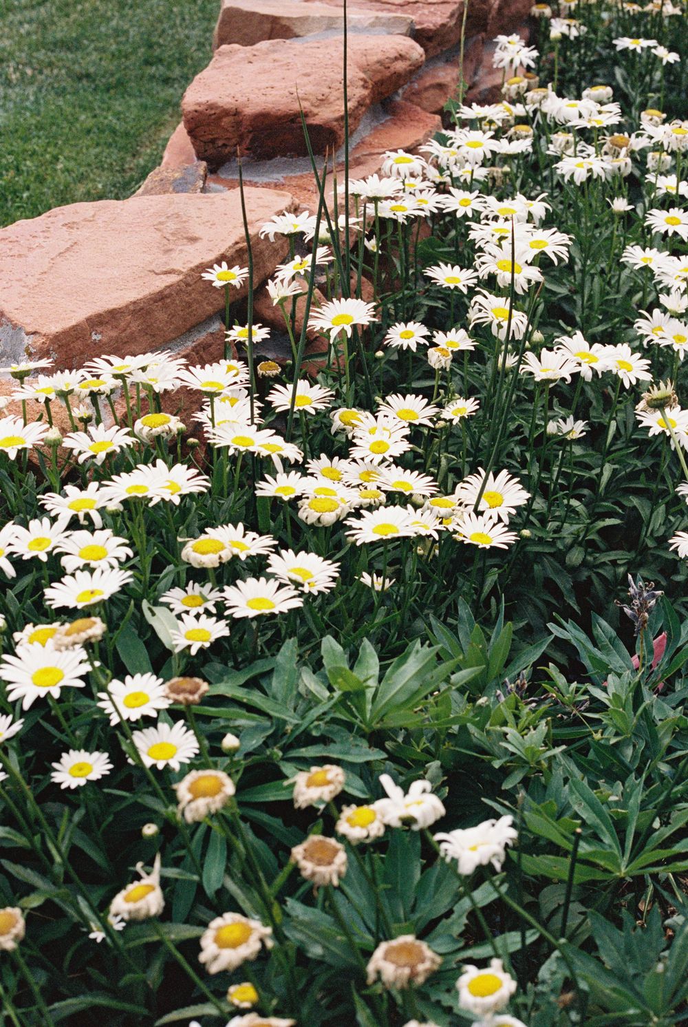 White daisies with yellow centers bloom in a lush garden bed beside a red sandstone rock wall and green lawn.