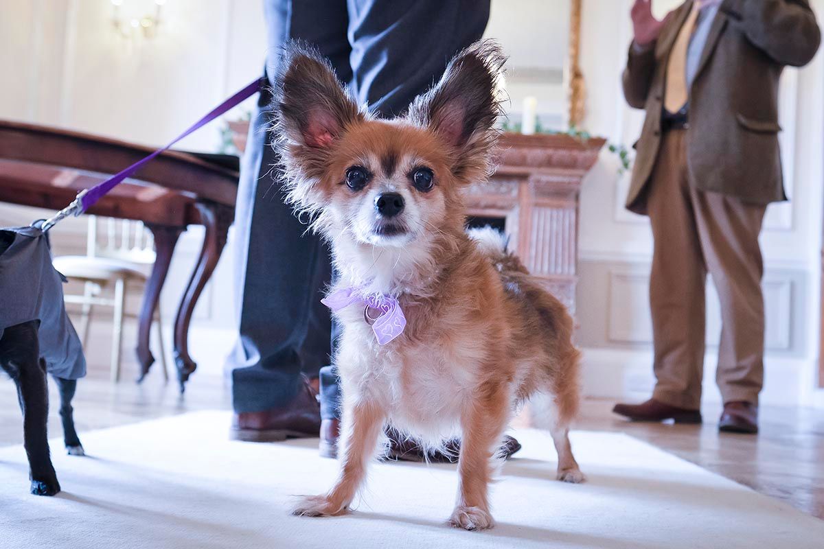 Adorable long-haired Chihuahua wearing a purple bow collar carrying the rings at Auchen Castle
