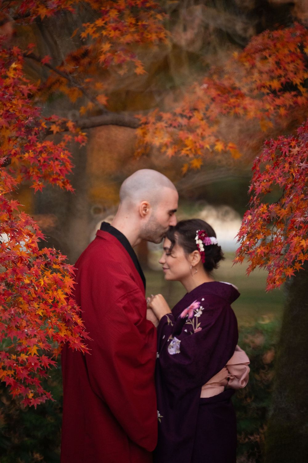 Couple in traditional Japanese kimono embrace under vibrant red autumn maple leaves as he gently kisses her forehead.