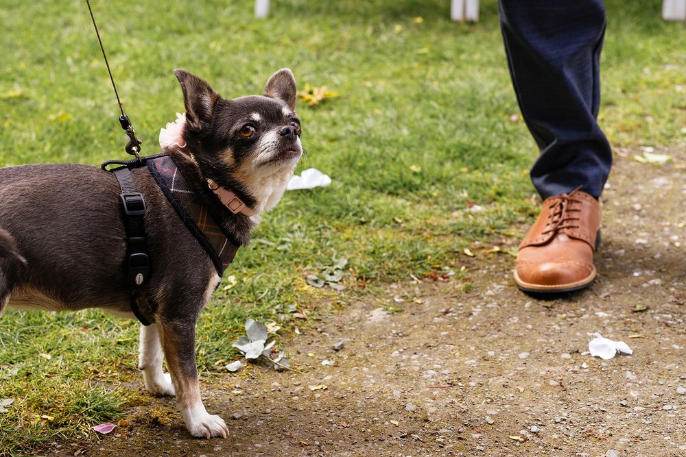 A small Chihuahua on a leash wearing a harness looks up at a person in brown leather shoes on a grassy path.