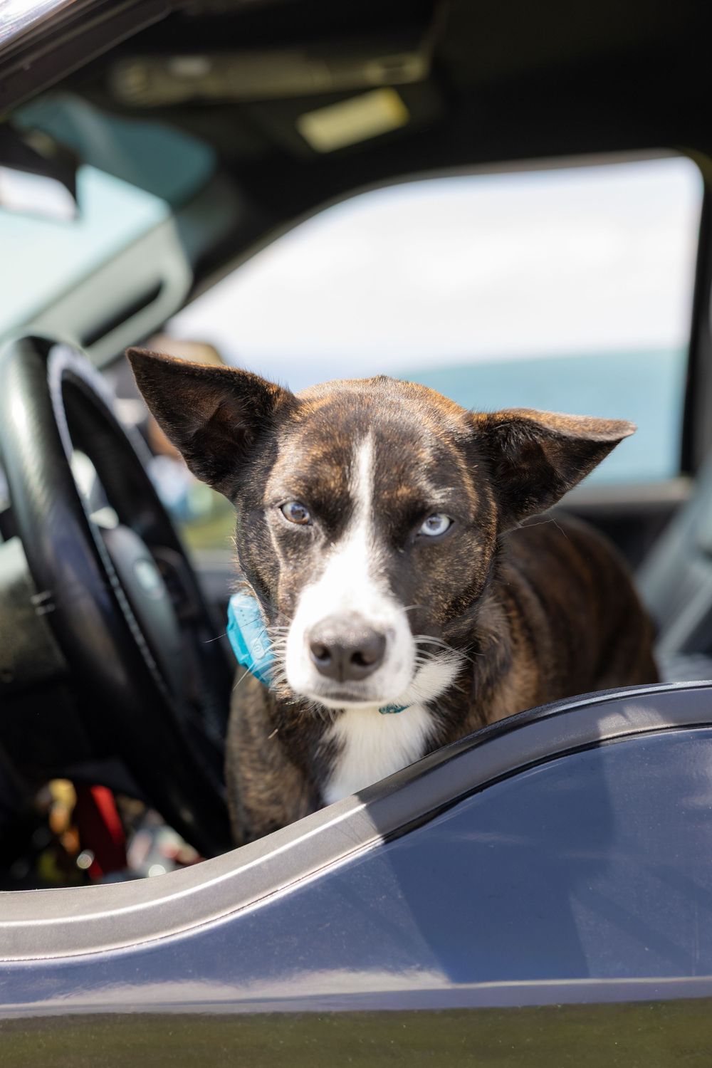 Brindle puppy with blue eyes peering over a car window, wearing a teal collar, with ocean visible in background.