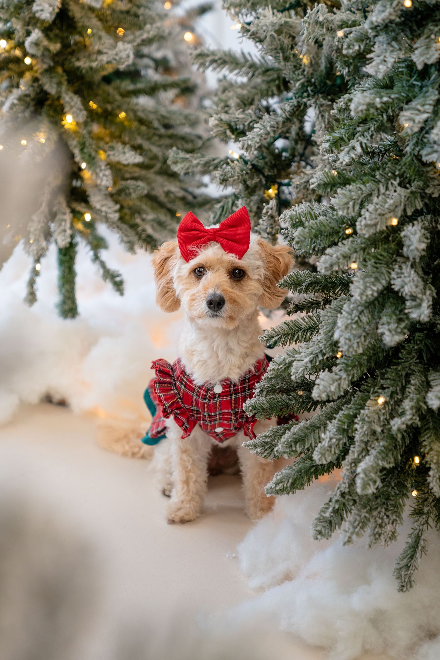 Adorable small dog in red plaid dress and bow sits among snow-dusted Christmas trees with warm fairy lights.