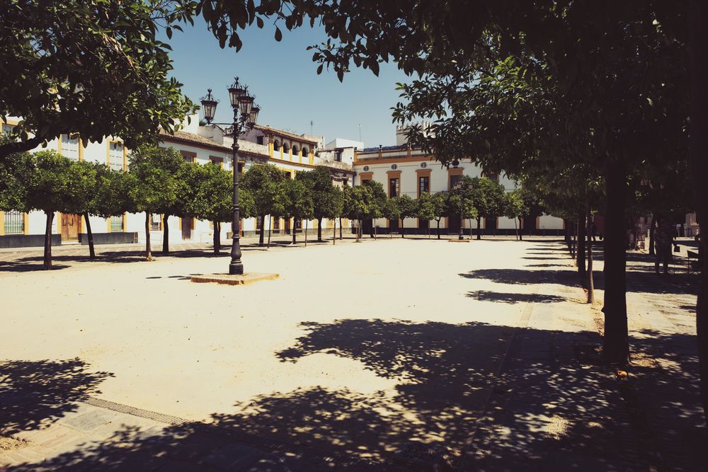 Sun-dappled plaza with orange trees casting shadows on sandy ground in Seville, Spain.
