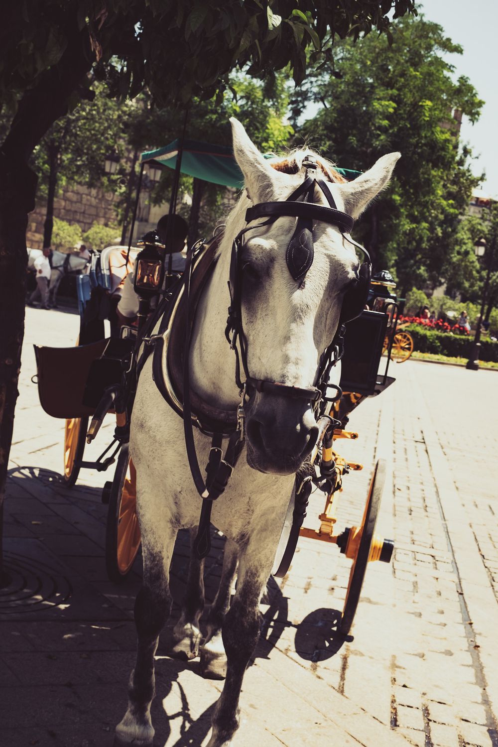 White horse harnessed to a traditional carriage standing on cobblestone street in Seville, Spain.