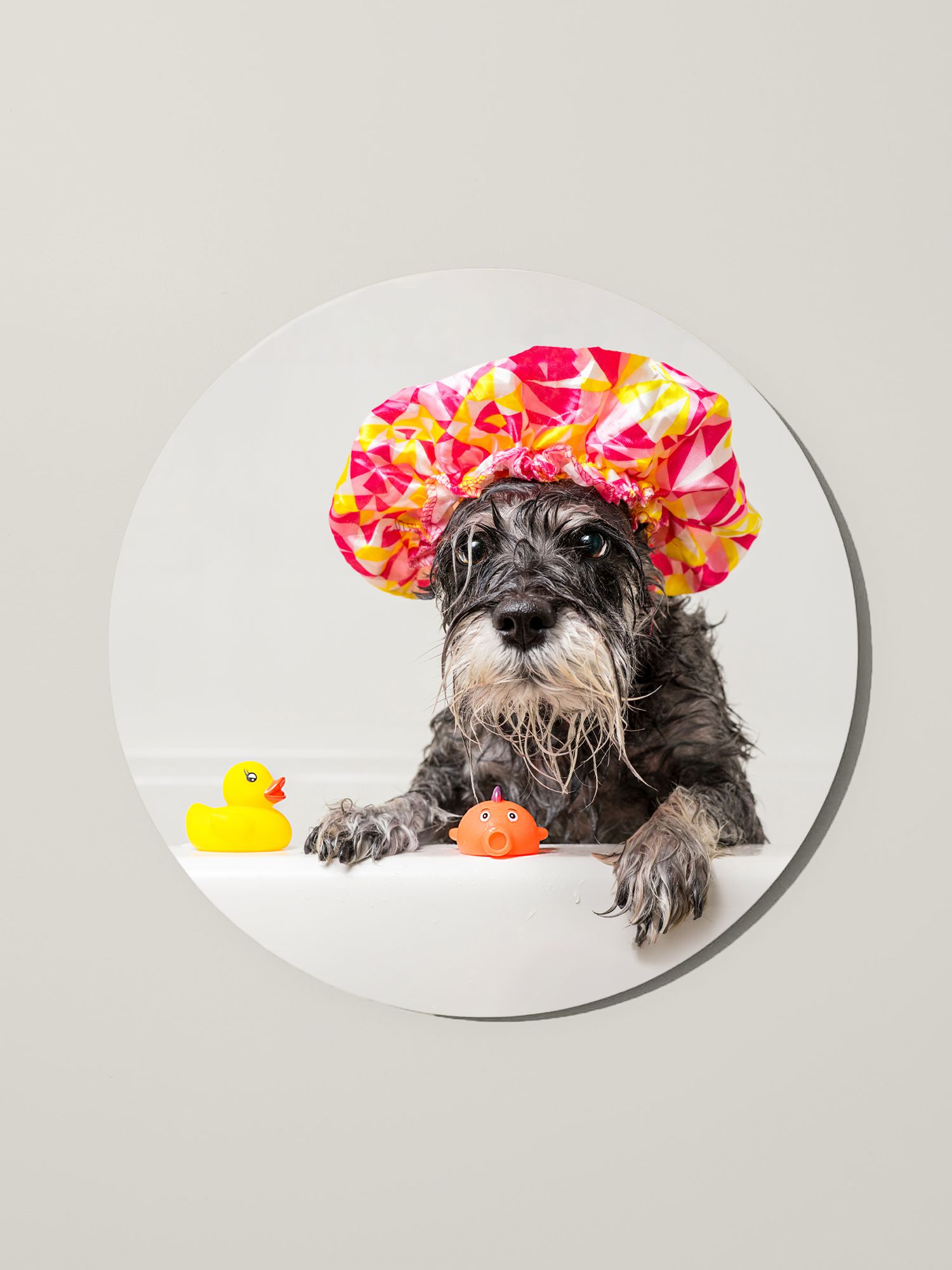Photographer Red Deer, Alberta. Pet Photographer. Dog Photographer. Circle Mount