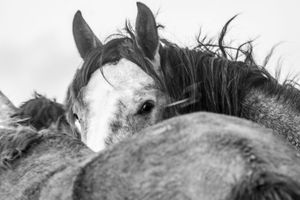 Black and white photograph of a horse with a white blaze peeking between two other horses, showcasing wild beauty.