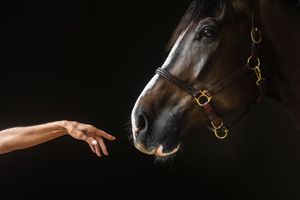 A woman's hand reaches toward a dark bay horse wearing a leather halter against a black background.