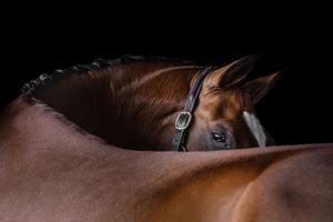 A majestic bay horse with a leather halter rests its head against its body against a dark background.