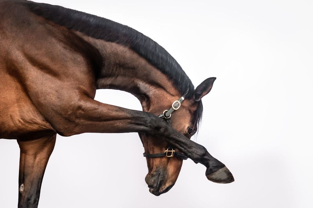 A bay horse wearing a leather halter bends its neck gracefully to touch its hoof against a white background.