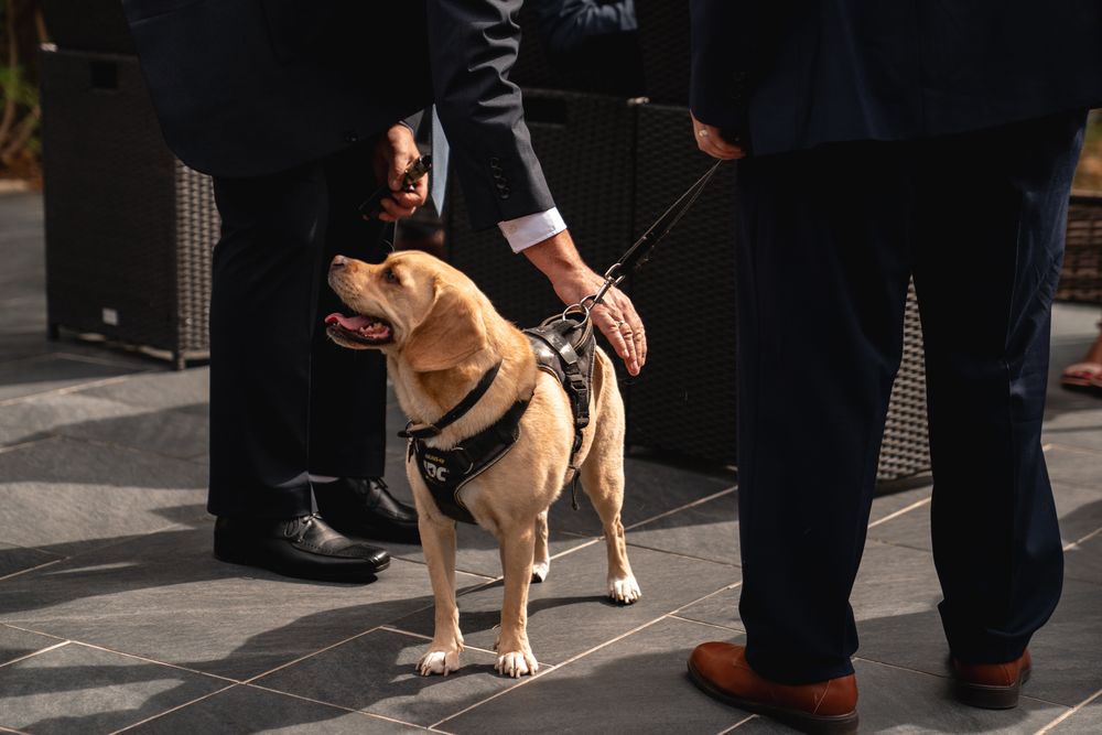 A yellow Labrador service dog in a black harness on a leash stands between two people in formal attire on a tiled surface.