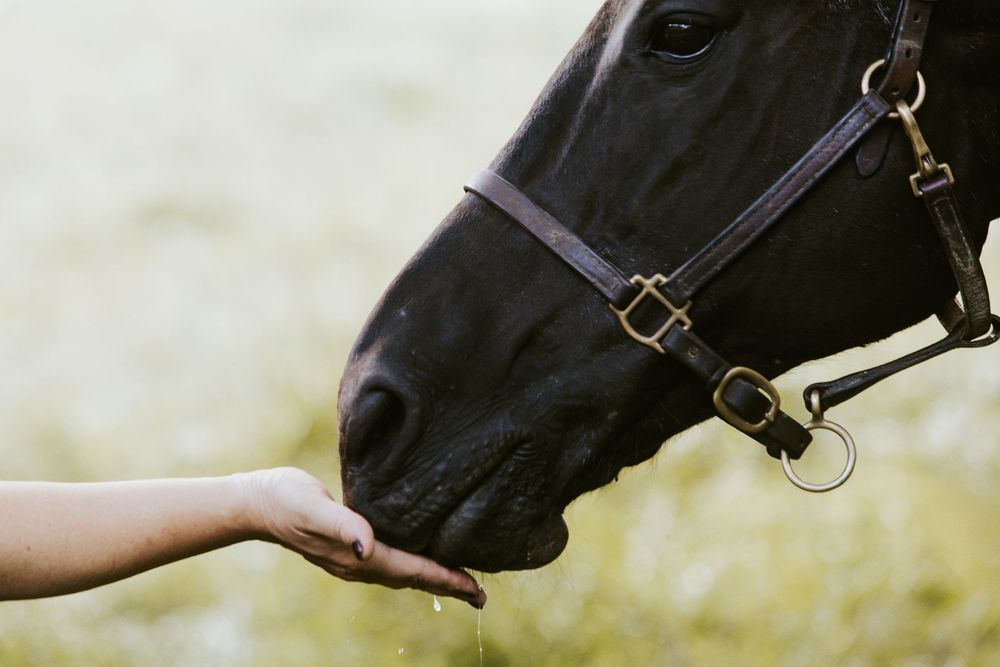 A person feeding a black horse wearing a bridle by hand outdoors in a green field.