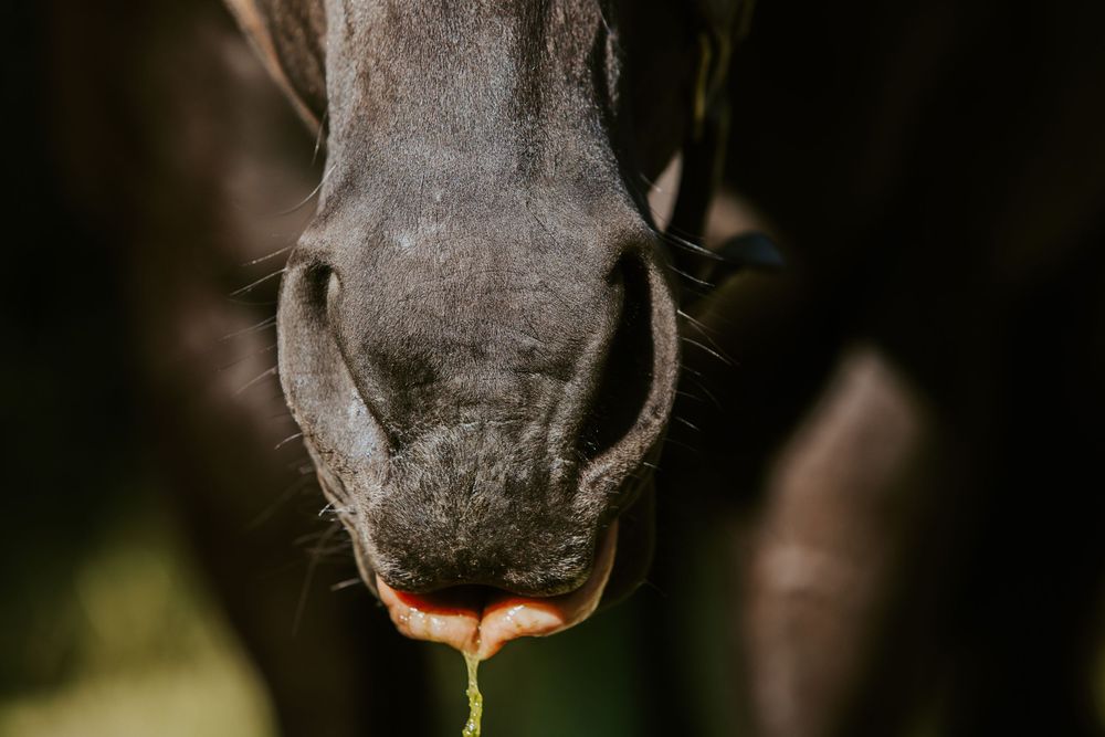 Close-up of a dark horse's muzzle eating green grass against a blurred dark background.