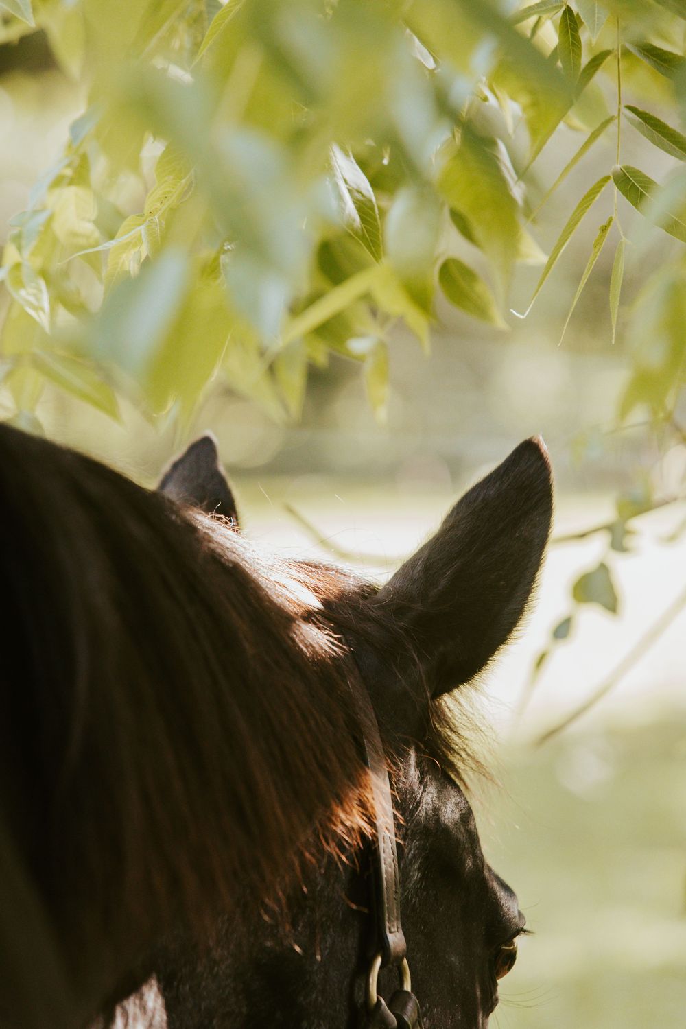 Close-up of a dark brown horse's ears and head beneath green leafy tree branches in natural sunlight.