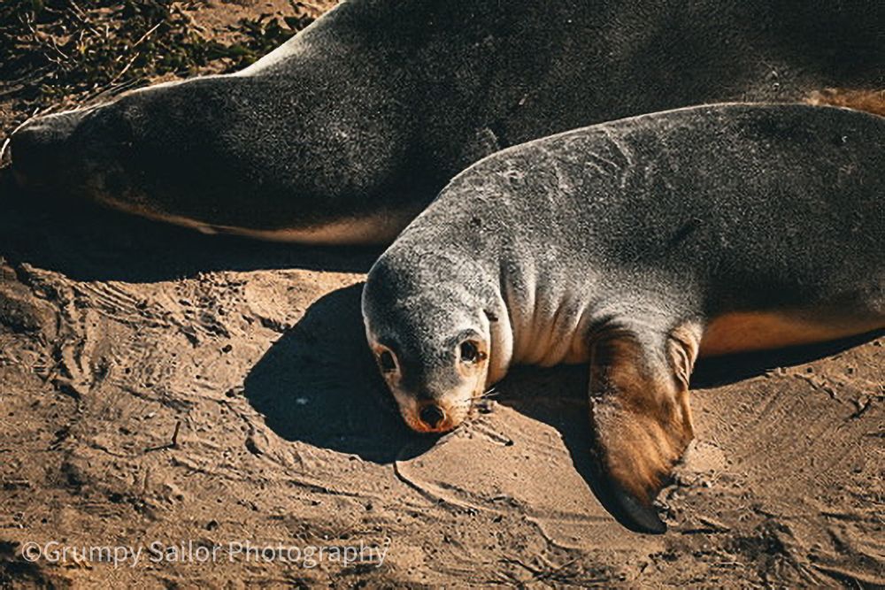 Close-up of a young Australian sea lion resting on sandy beach with soulful eyes looking up.