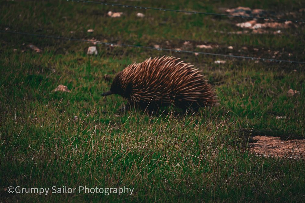 An echidna foraging through lush green grass in its natural Australian woodland habitat.