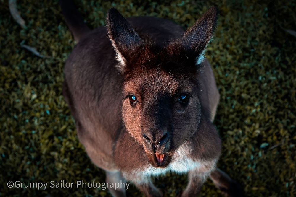 A kangaroo looks up curiously at the camera while standing on green grass in Australia.