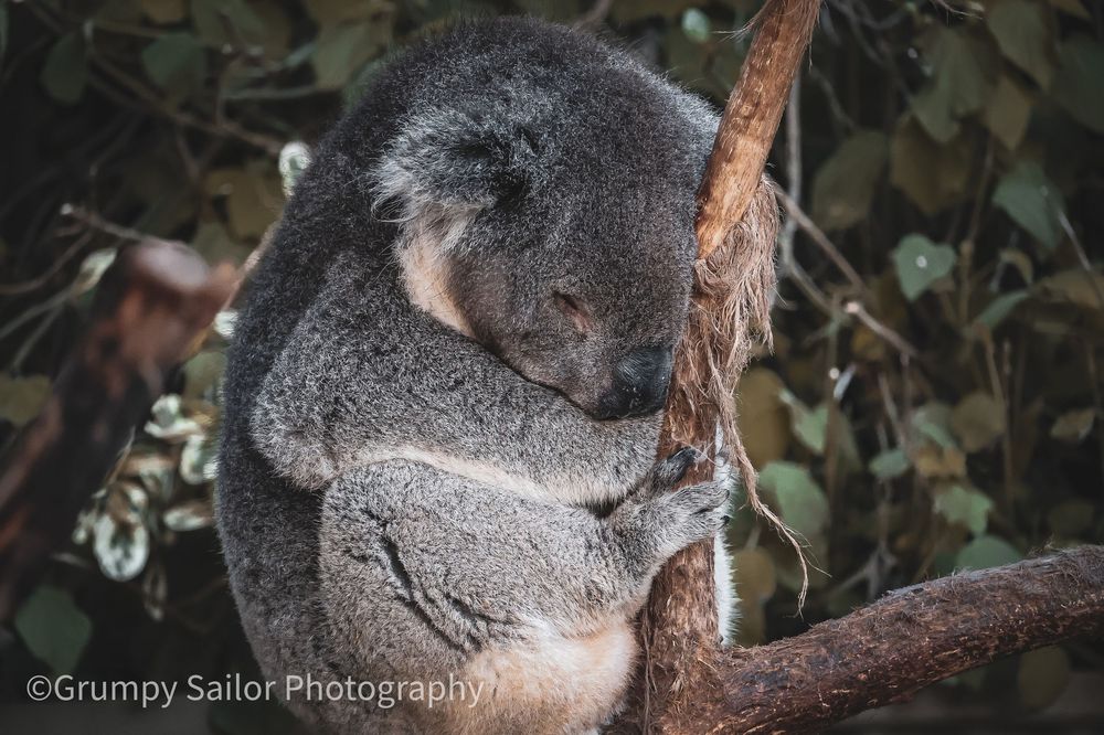 A koala sleeps peacefully curled up on a eucalyptus tree branch in Australia.