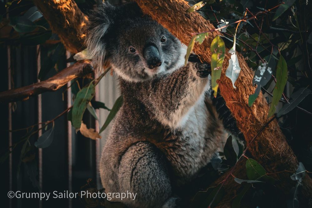 A koala clings to a eucalyptus tree trunk surrounded by green and orange leaves.