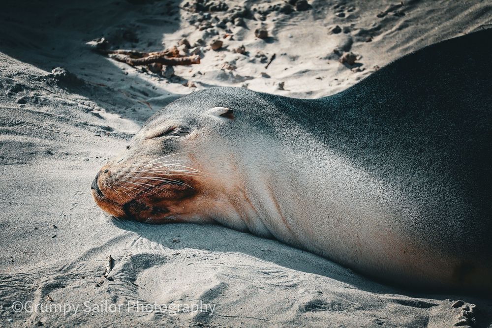 A sea lion rests on sandy beach with its eyes closed in warm sunlight.