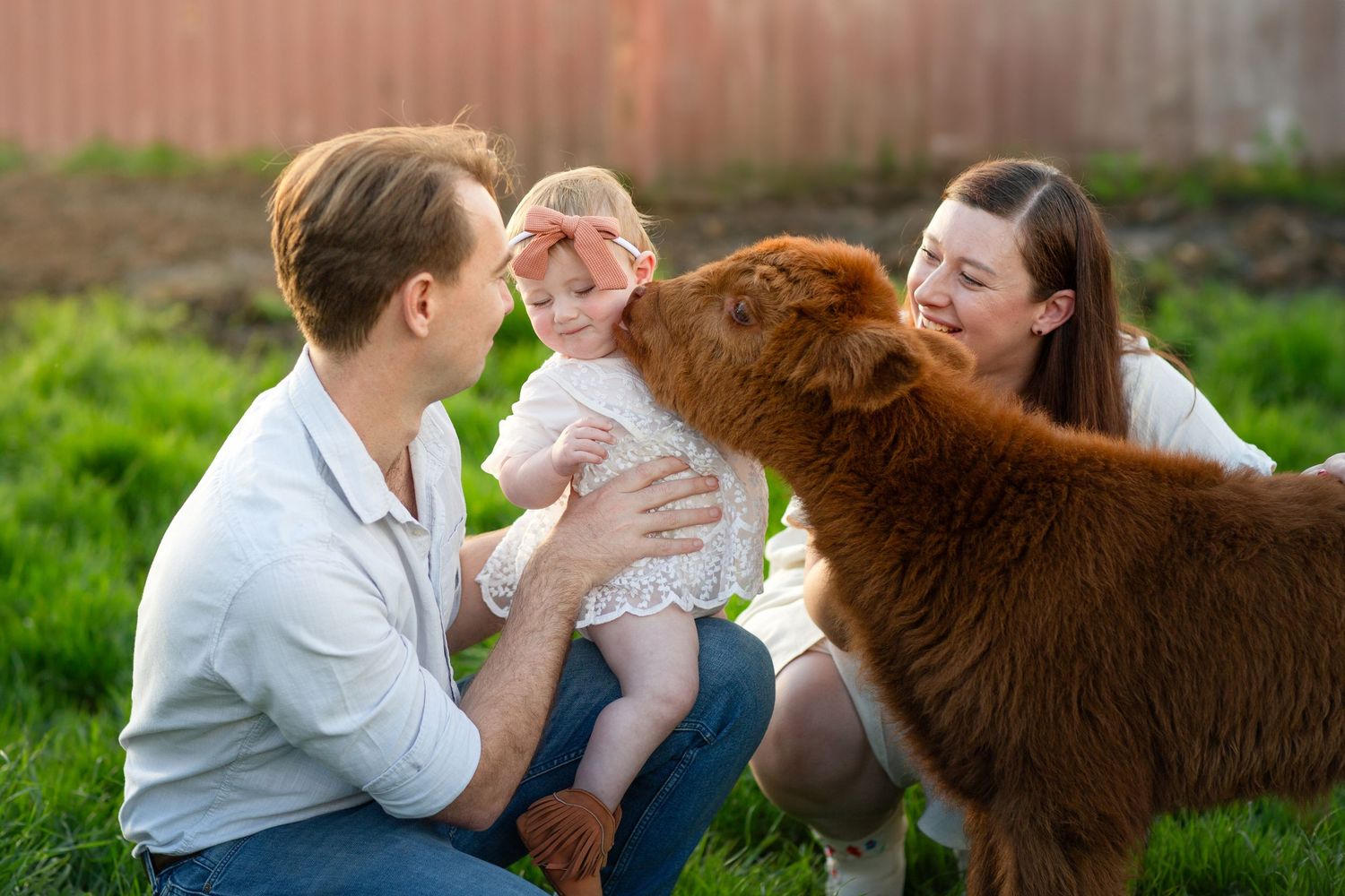 Child getting a kiss on the cheek from highland calf during family photo session in Perth
