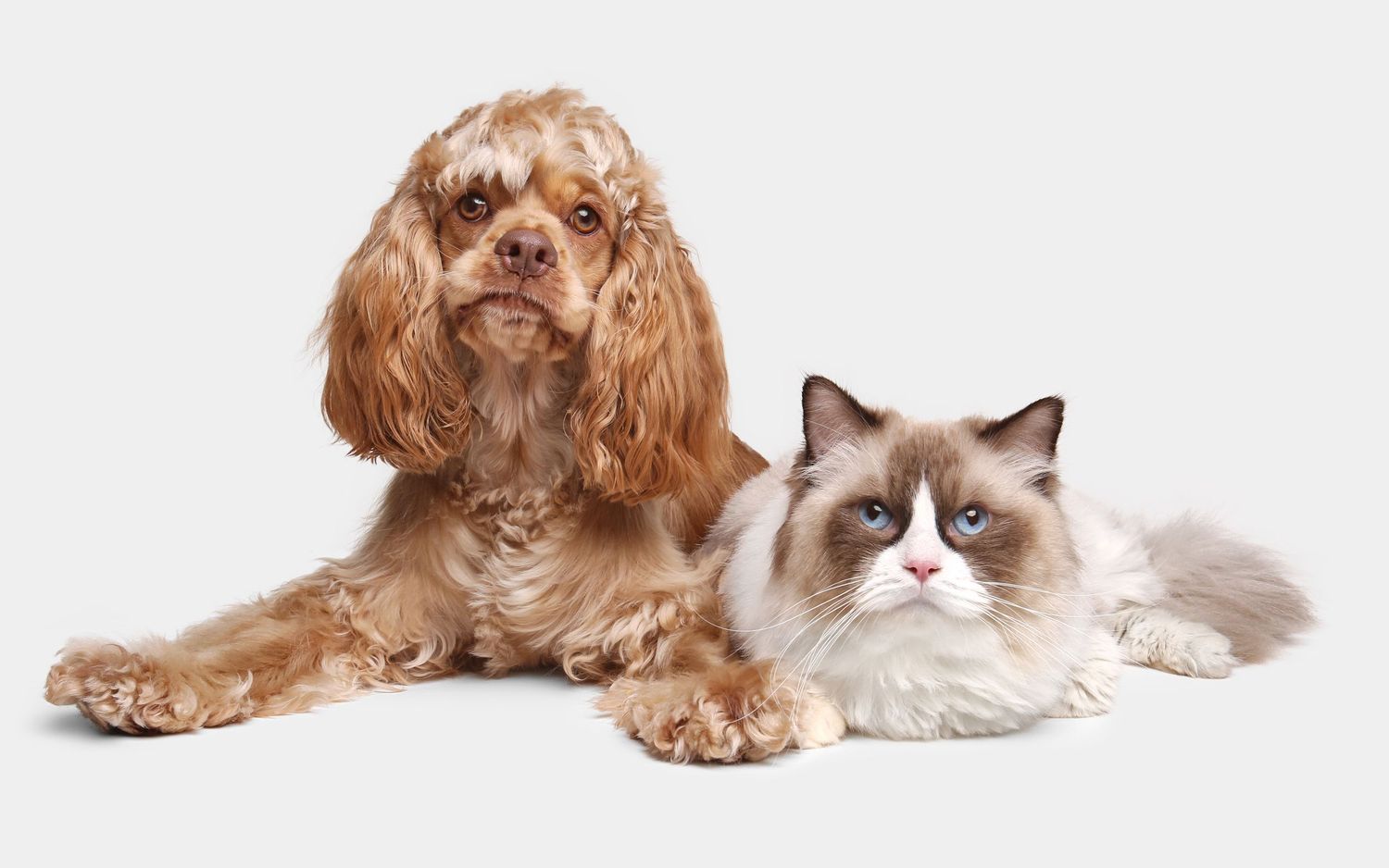 A fluffy Cocker Spaniel dog and a Ragdoll cat sitting together against a white background.