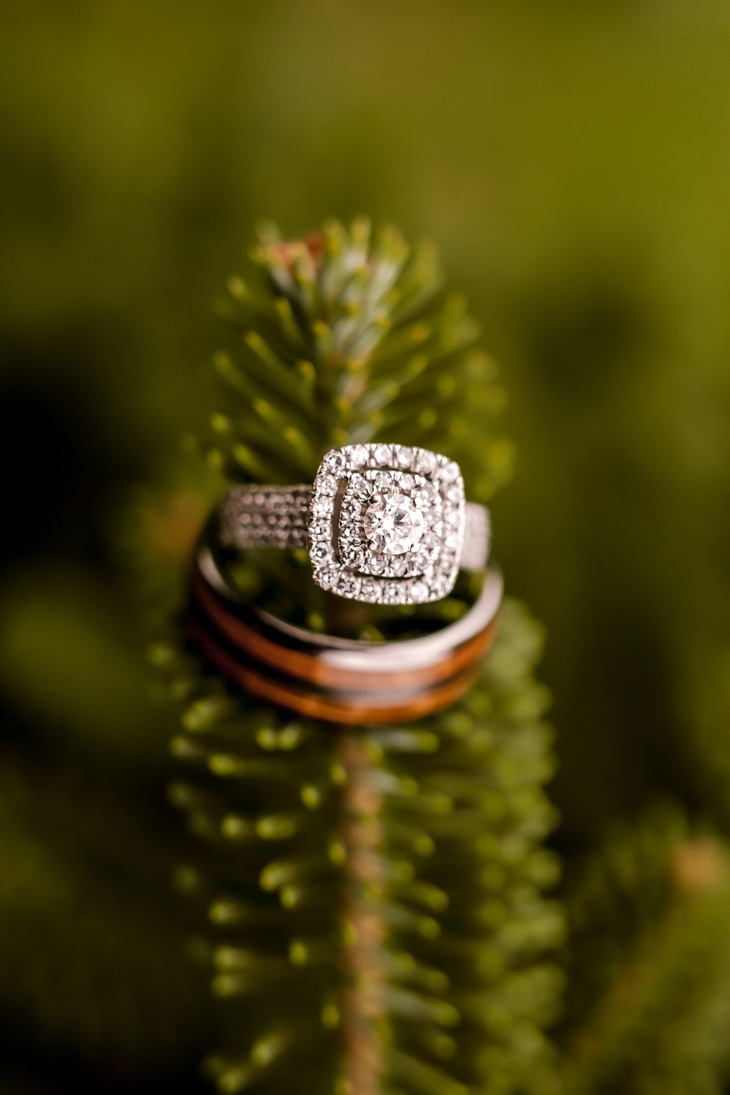 Close-up macro shots of sparkling diamond engagement rings nestled in pine needles outdoors.