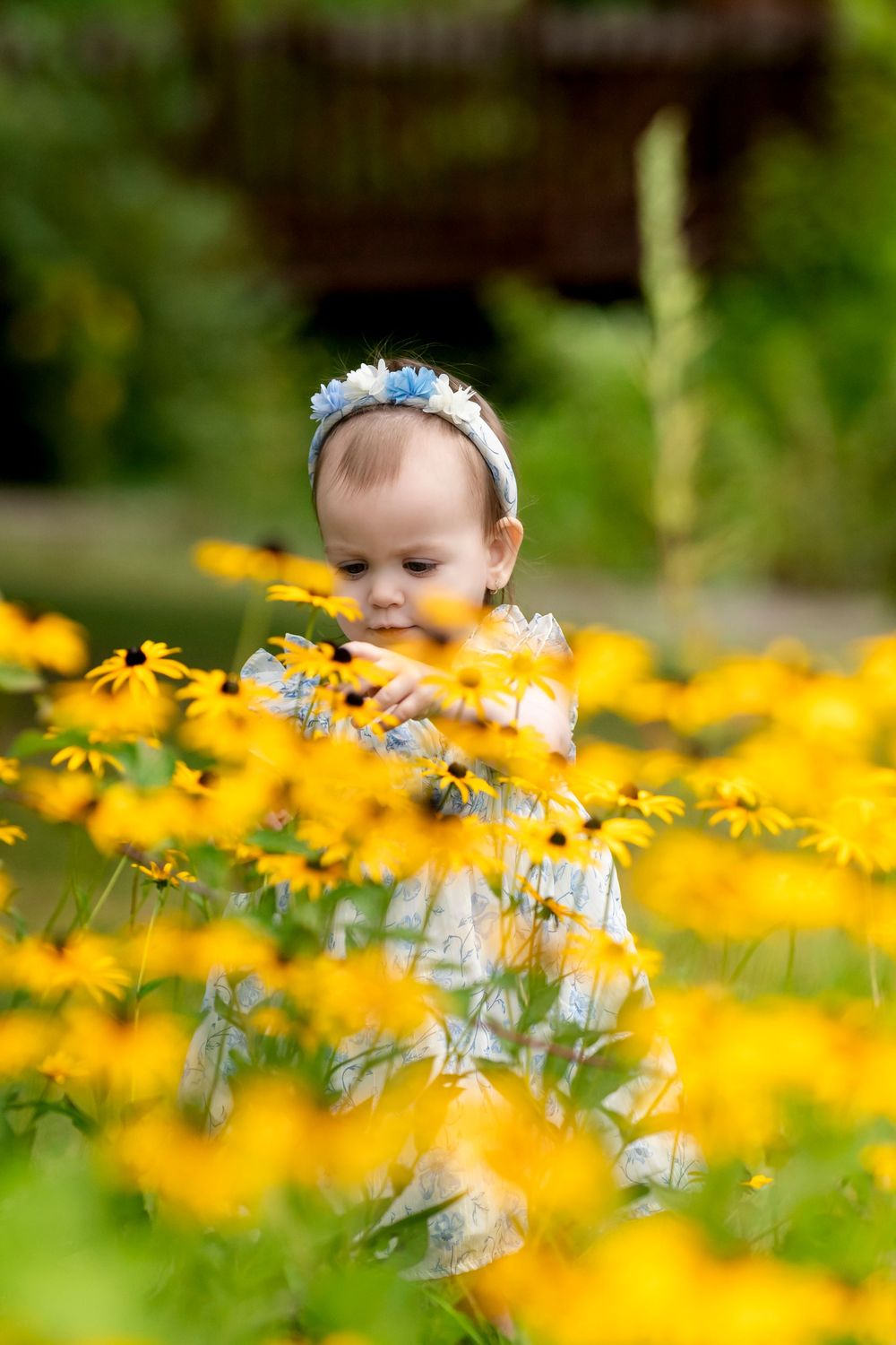 A baby sits among vibrant yellow black-eyed susan flowers in a summer garden setting.