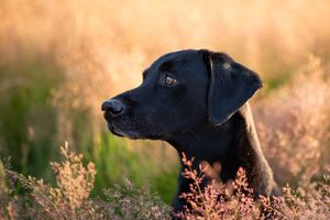 Working Labrador Retriever male available for stud in Cheshire