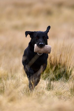 Black dog running through tall grass while carrying a training dummy in its mouth.