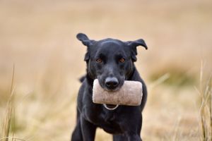 Black dog carrying a training dummy while running through dry grass field.