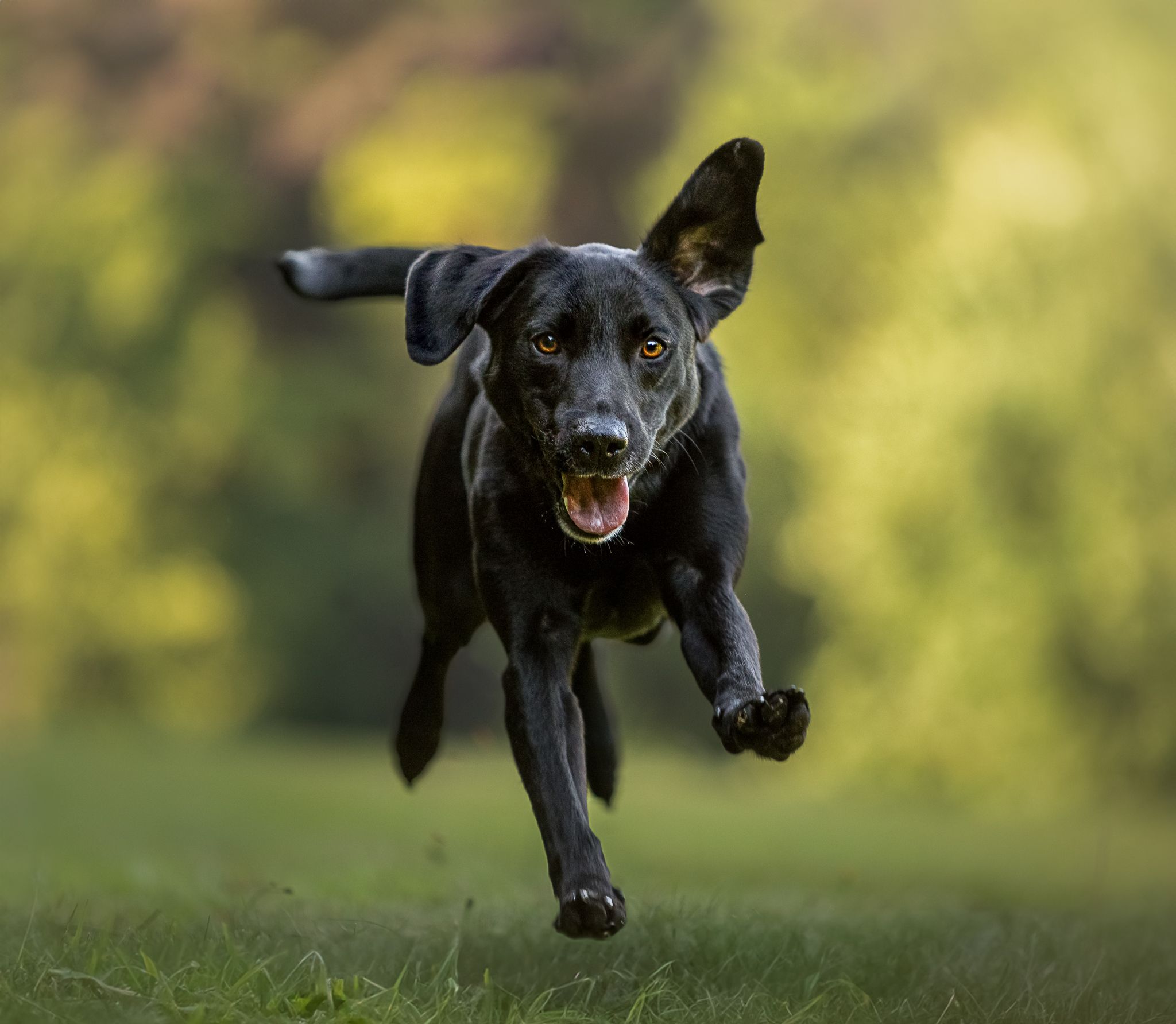 Black dog running and playing energetically through a sunny field.